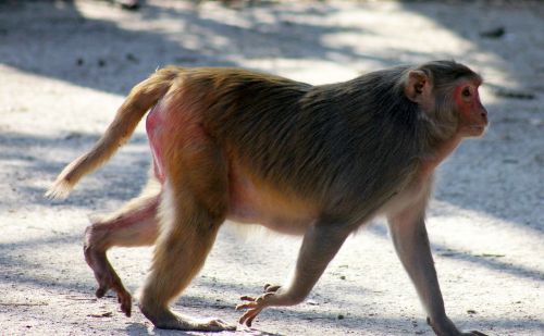 monkey fat walking