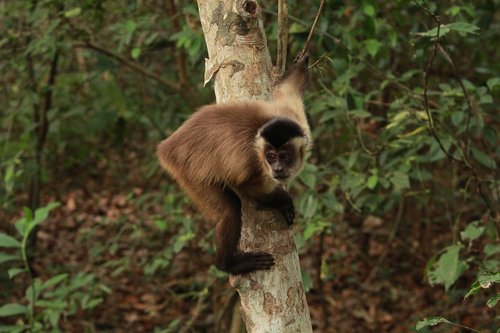 monkey  the capuchin monkey  animal
