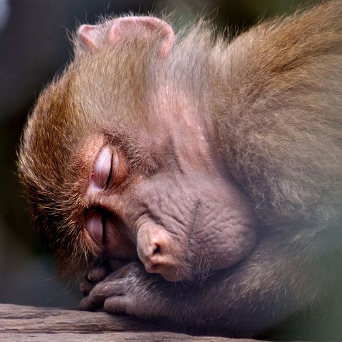 monkey ape sleeping