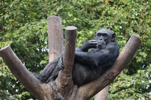 monkey  zoo  animal world