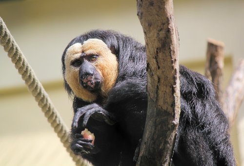 monkey  chvostan  primate