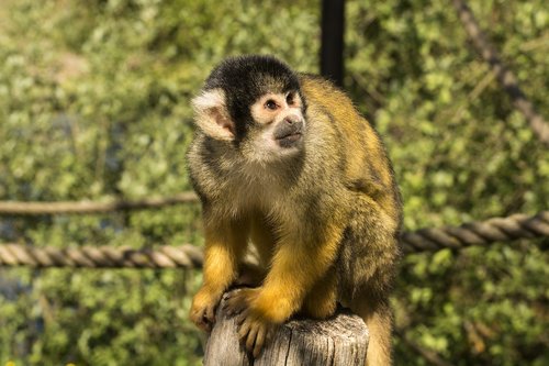 monkey  primate  expensive