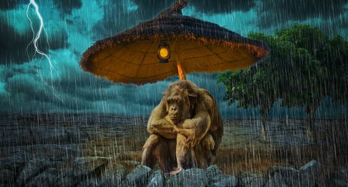 monkey  rain  nature