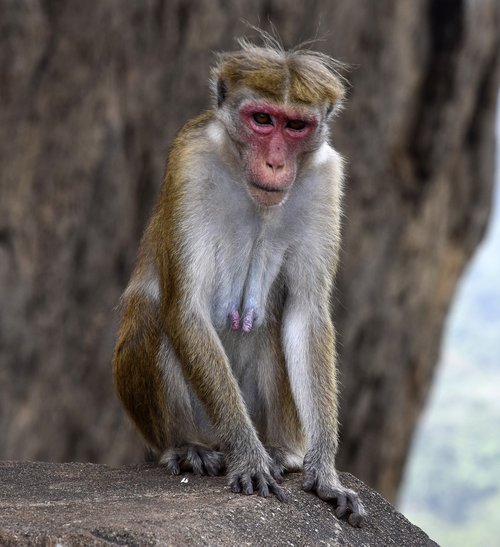 monkey  sri lanka  animal