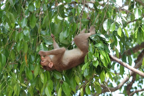 monkey  leaves  lunch