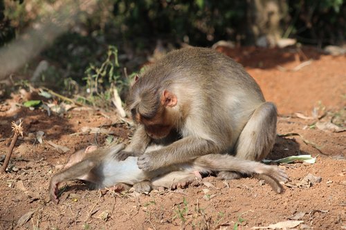 monkey  sitting  care
