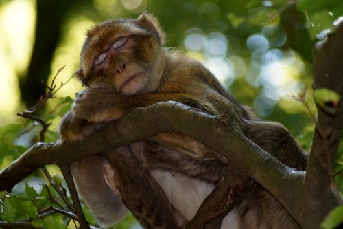 monkey  sleeping monkey  animal