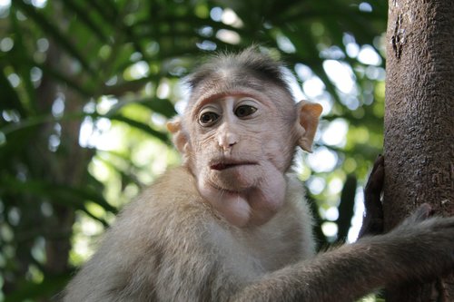 monkey  marmoset  india