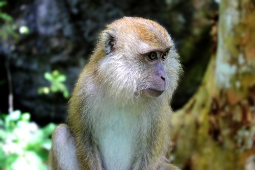 monkey  wildlife  primate