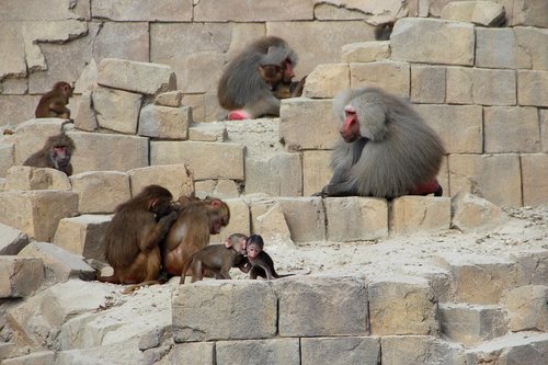 monkey  zoo  animals