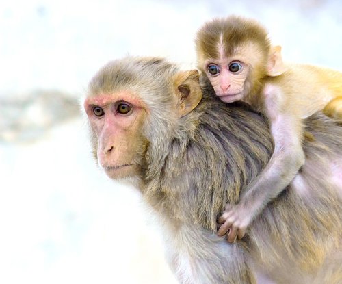 monkey  animals  mammals