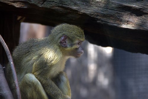 monkey  zoo  prague
