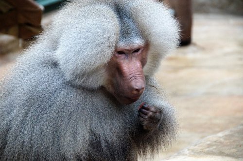 monkey  baboon  animal