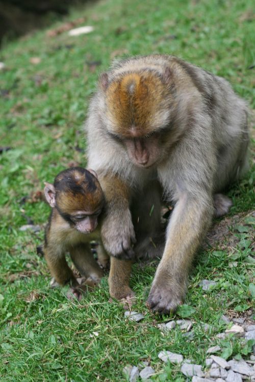 monkey baby nature