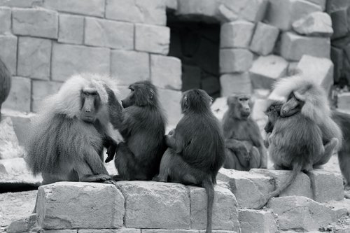 monkey  zoo  chimpanzee