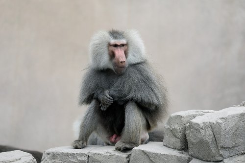 monkey  zoo  mammal