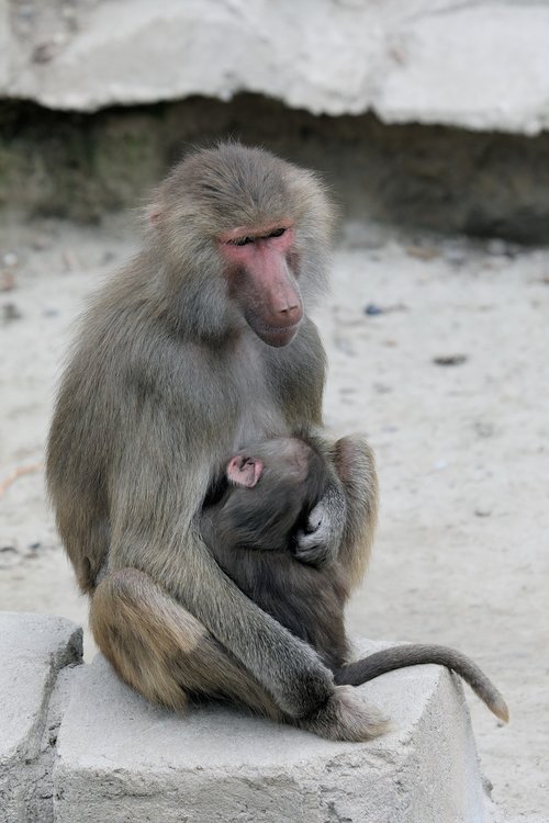 monkey  mother  baby