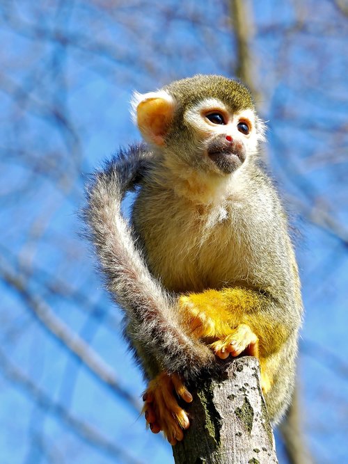 monkey  squirrel monkey  mammal