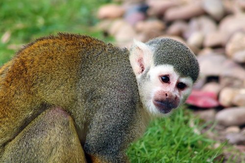 monkey  squirrel monkey  mammal