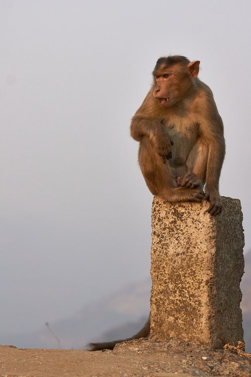 monkey  india  wild