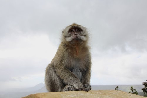 monkey  mauritius  nature