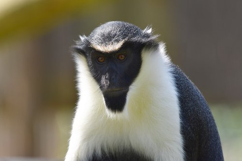 monkey  diana  primate