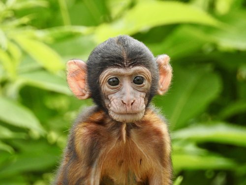 monkey  baby  animal