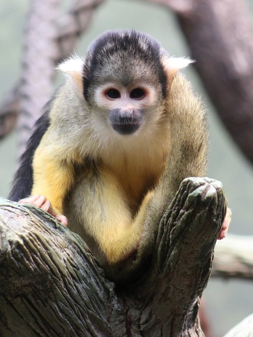 monkey  squirrel monkey  animal