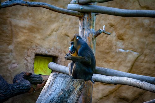 monkey  wildlife  zoo