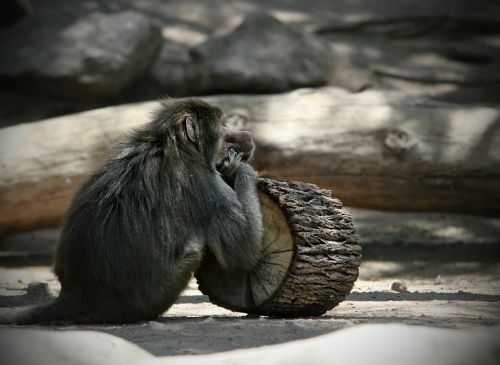 monkey primate nature