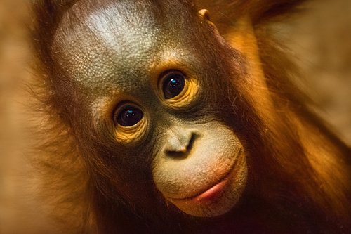 monkey  orangutan  animals