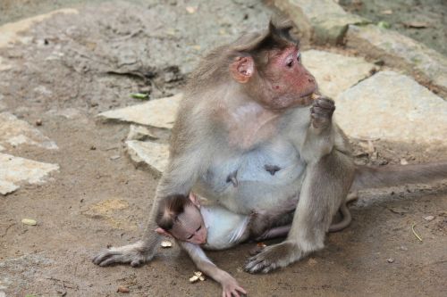 monkey mother baby