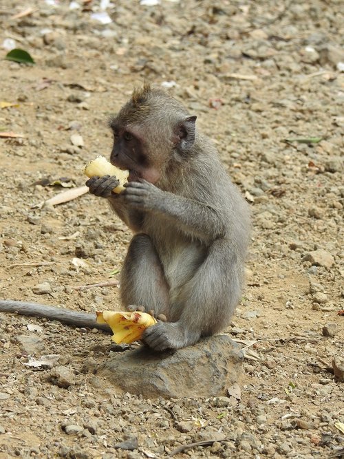 monkey  äffchen  animal world