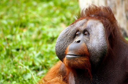 monkey orangutan animal