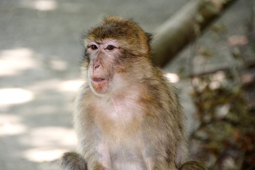 monkey  barbary ape  macaque