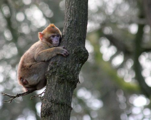 monkey macaque animal