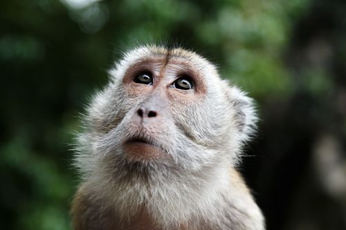 monkey look malaysia