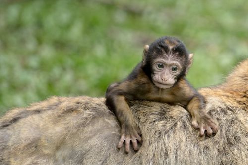 monkey young animal young