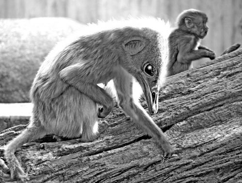 monkey emu photo montage