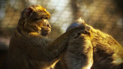 monkey zoo ape