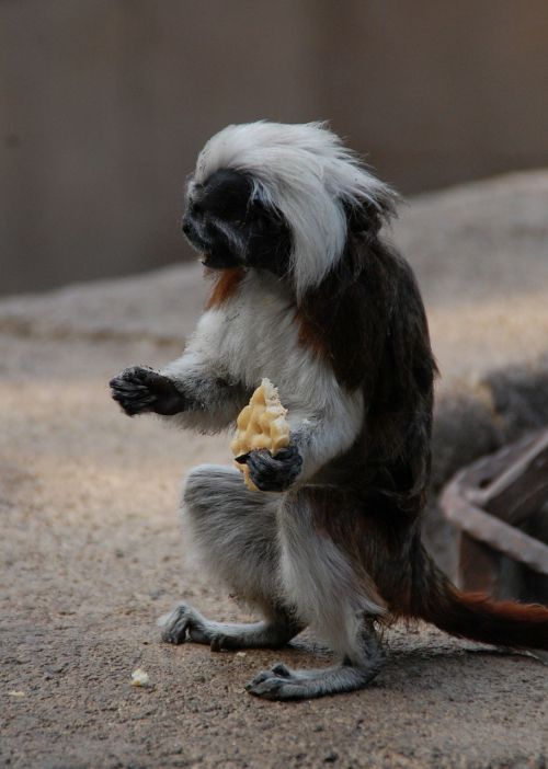 monkey animal zoo