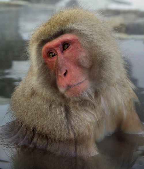 monkey japanese macaque snow monkey