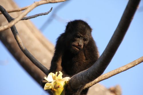 monkey howler monkey tree