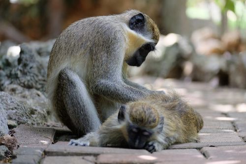 monkey take care animal