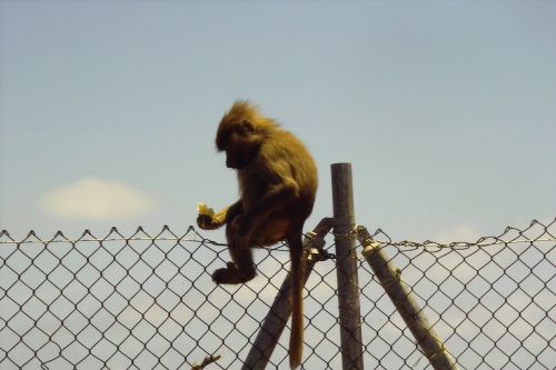 monkey zoo nature