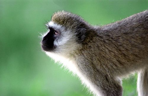 monkey wildlife nature