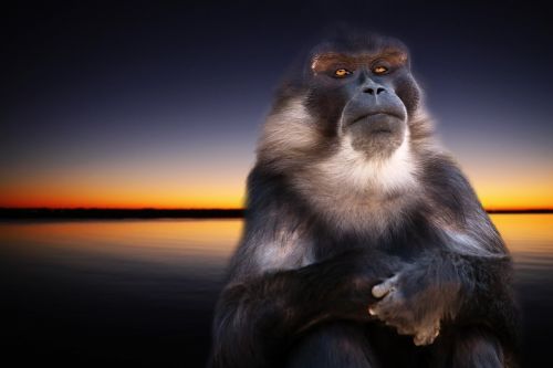 monkey nature sunset