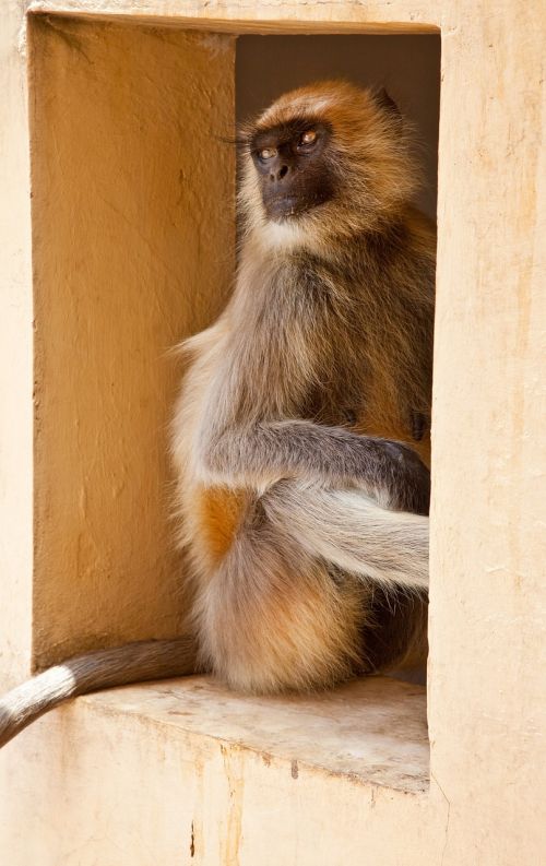 monkey window house