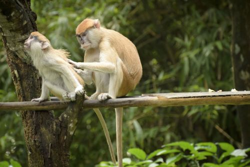 monkey zoo friendship