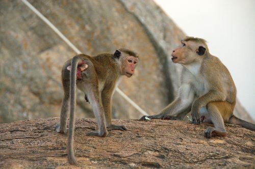 monkey animals couple